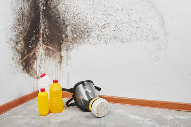 Best Bathroom Mold Remediation in Signal Mountain, TN
