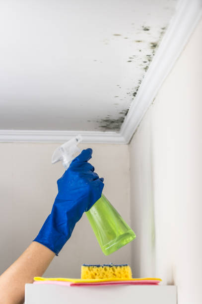 Best DIY Mold Remediation Support Services in Signal Mountain, TN