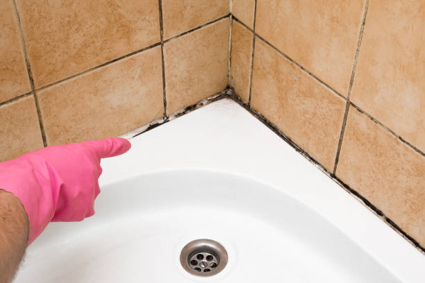 Best Attic Mold Remediation in Signal Mountain, TN