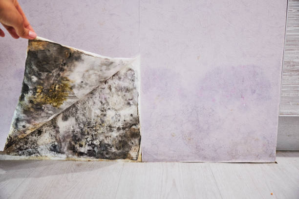 Best Post-Flood Mold Remediation in Signal Mountain, TN